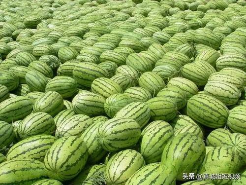 热门大瓜每日必吃大瓜 吃瓜网每日大赛,吃瓜网独家揭秘，大赛精彩瞬间不容错过